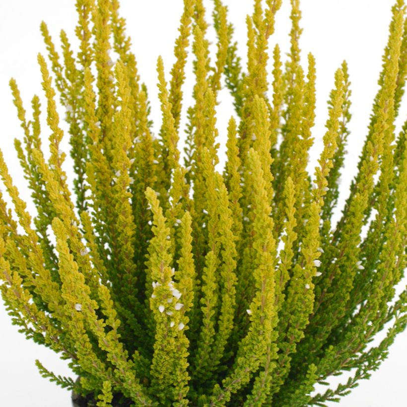 Calluna vulgaris Garden Girls Zelda - Heather (Foliage)