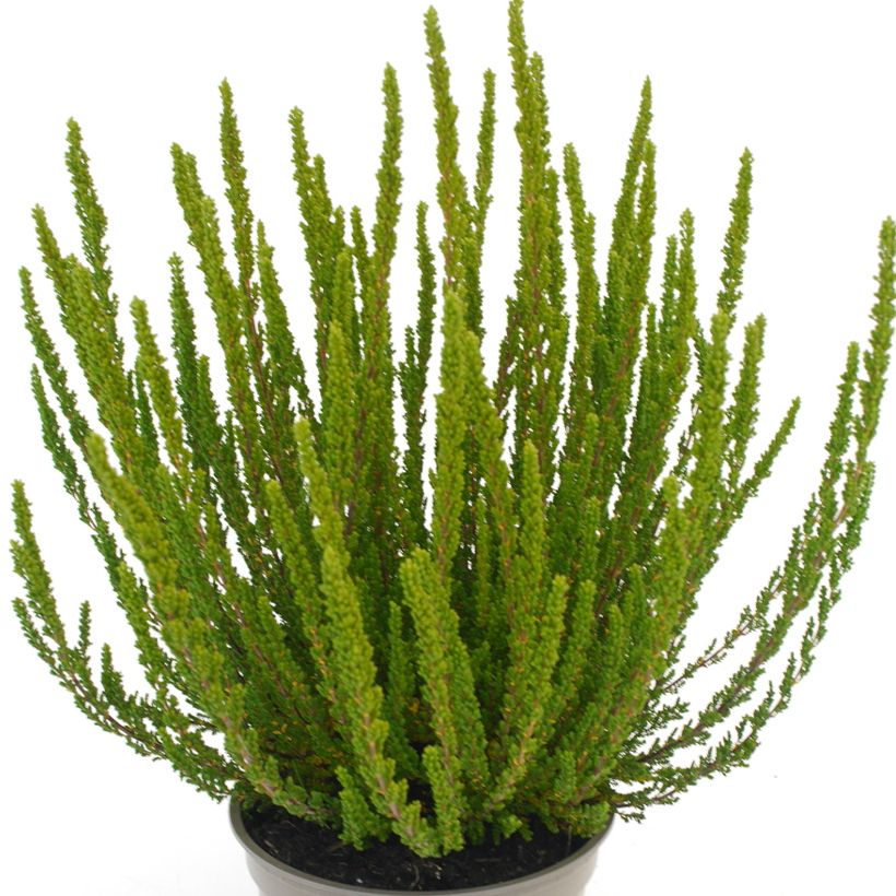 Calluna vulgaris Garden Girls Zelia - Heather (Foliage)