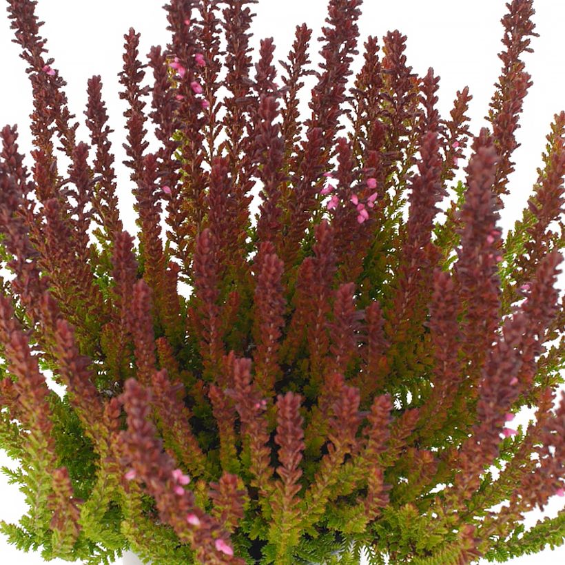 Calluna vulgaris Garden Girls Zorina - Heather (Foliage)