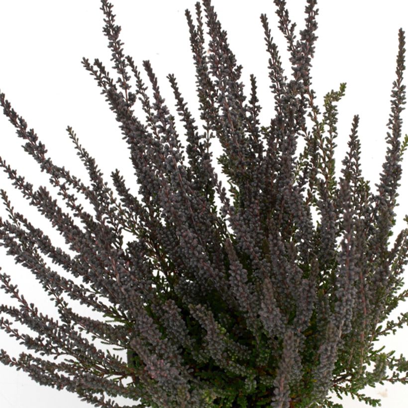 Calluna vulgaris Garden Girls Zulu - Heather (Foliage)