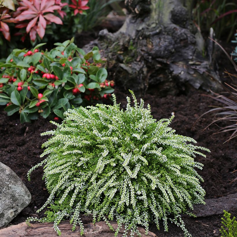 Calluna vulgaris Rasta Girls  Claire - Heather (Plant habit)