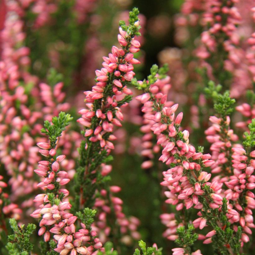 Calluna vulgaris Garden Girls Gina - Heather (Flowering)