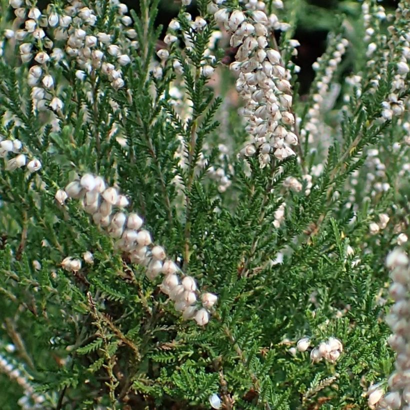 Calluna vulgaris Alba - Heather (Foliage)