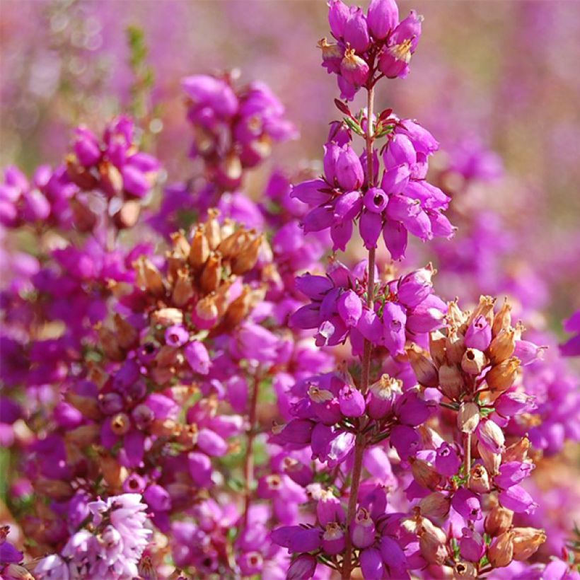 Calluna vulgaris Allegro - Heather (Flowering)