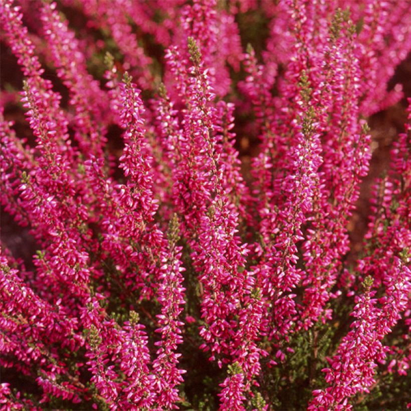 Calluna vulgaris Bonita - Heather (Flowering)