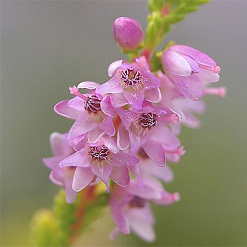 Calluna vulgaris Boskoop - Heather (Flowering)