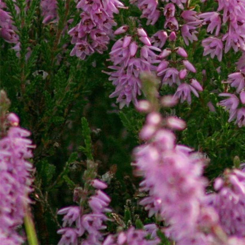 Calluna vulgaris H.E. Beale - Heather (Foliage)