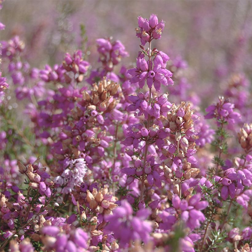 Calluna vulgaris H.E. Beale - Heather (Flowering)