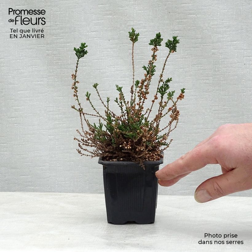 Calluna vulgaris H.E. Beale - Heather 8/9 cm pot sample as delivered in winter