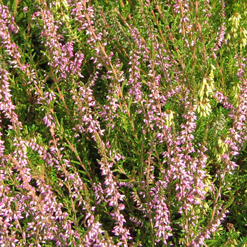 Calluna vulgaris Marleen - Heather (Flowering)