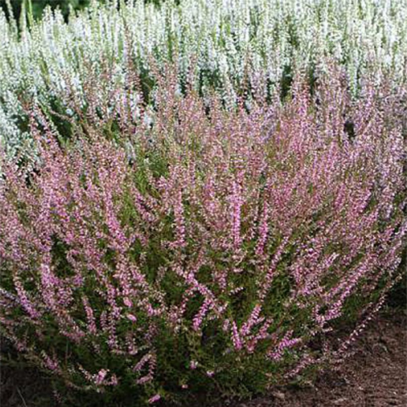 Calluna vulgaris Marlies - Heather (Plant habit)