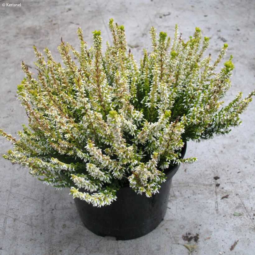 Calluna vulgaris Sandy - Heather (Plant habit)