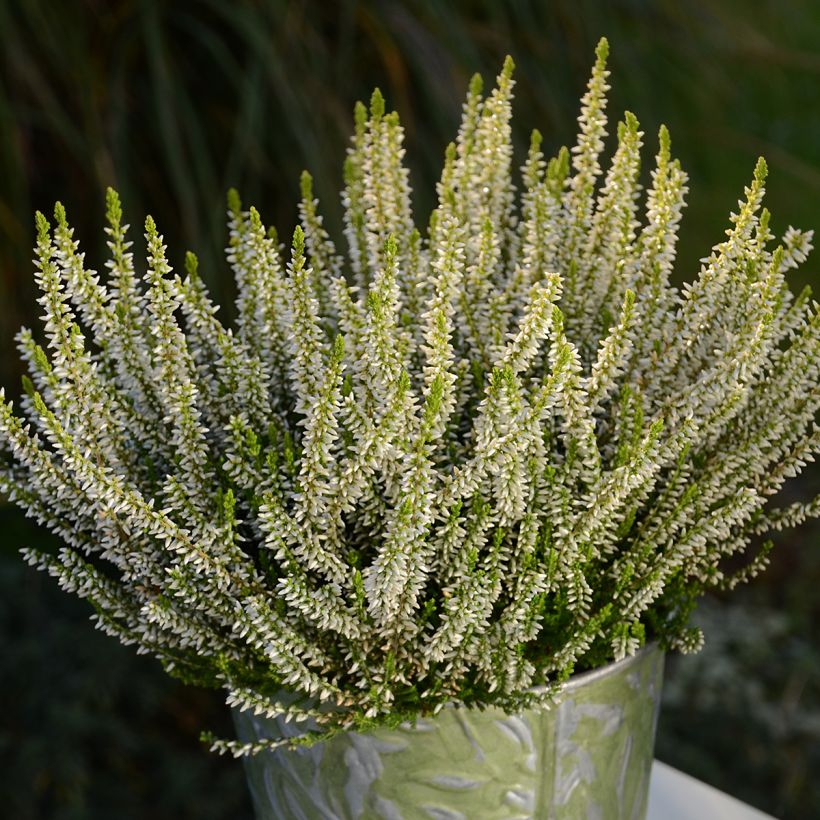 Calluna vulgaris Garden Girls Sarah - Heather (Plant habit)