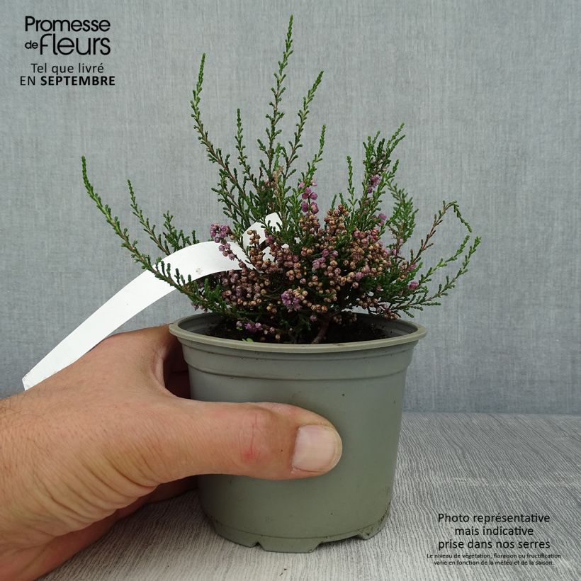 Calluna vulgaris Tib - Heather 12cm pot sample as delivered in autumn