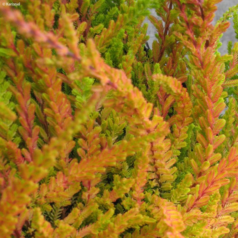 Calluna vulgaris Wickwar Flame - Heather (Foliage)