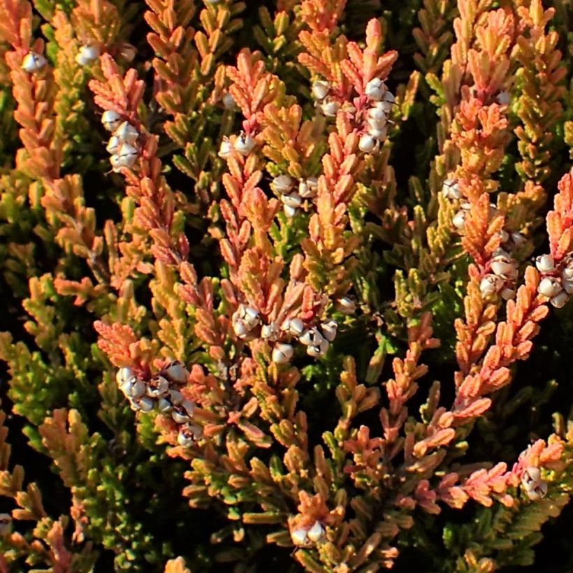 Calluna vulgaris Winter Chocolate - Heather (Foliage)