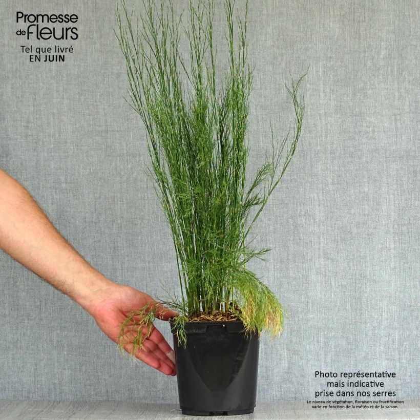 Calopsis paniculata - Paniculate restio 2L/3L pot sample as delivered in summer