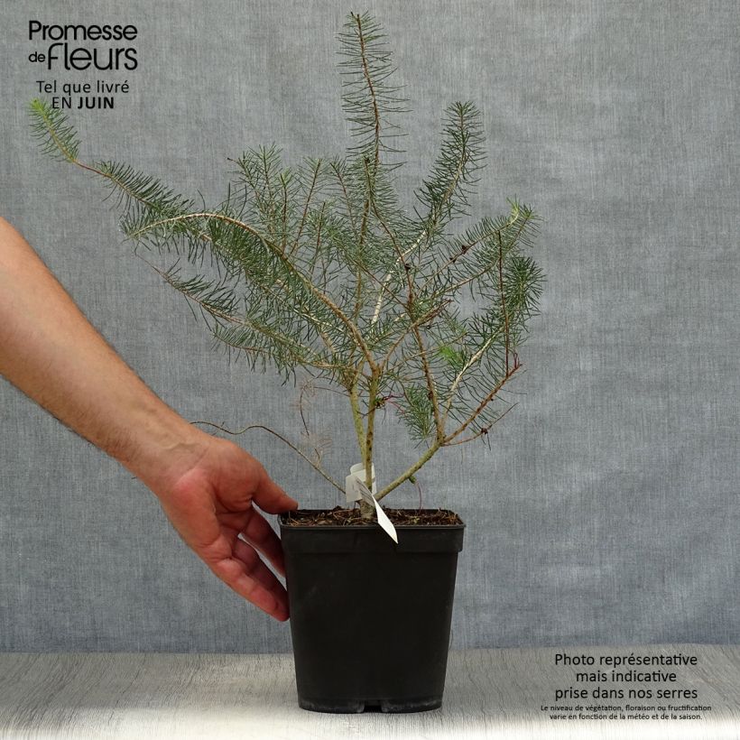 Calothamnus quadrifidus Grey Form 4L/5L pot sample as delivered in summer