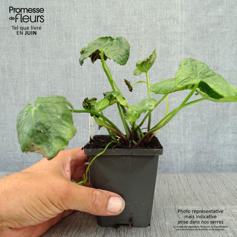 Caltha palustris Plena 8/9 cm pot sample as delivered in summer