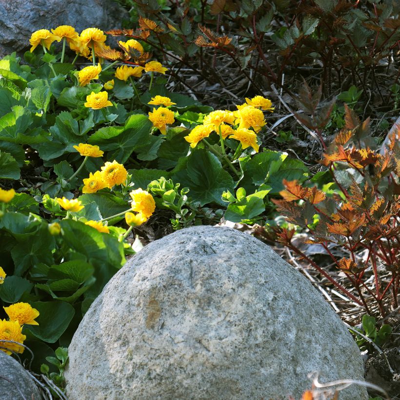 Caltha palustris Plena (Plant habit)