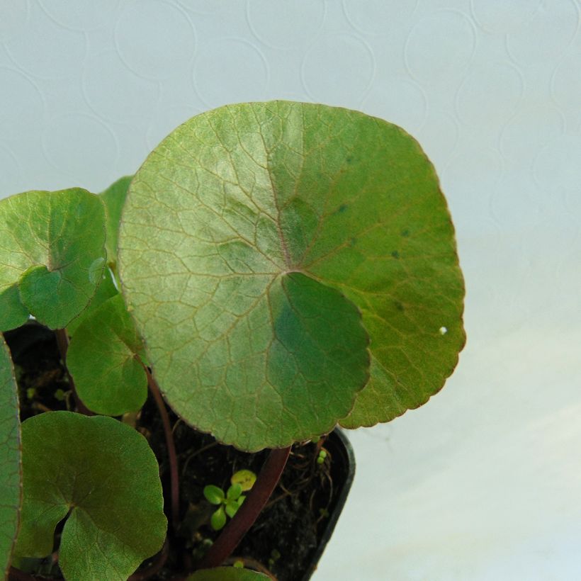 Caltha palustris Polypetala (Foliage)