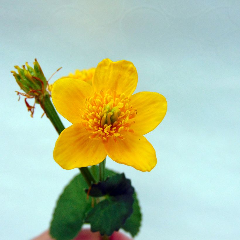 Caltha palustris Polypetala (Flowering)