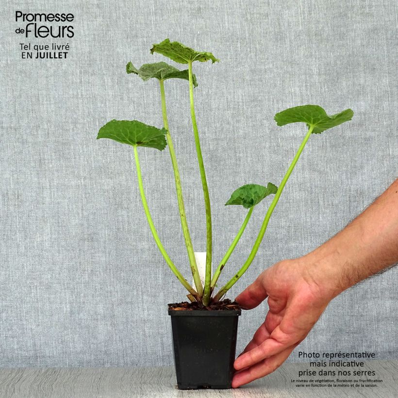 Caltha palustris Polypetala 8/9 cm pot sample as delivered in summer