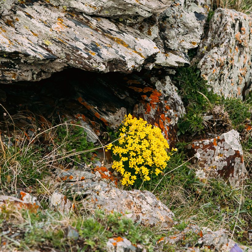 Caltha palustris Polypetala (Plant habit)