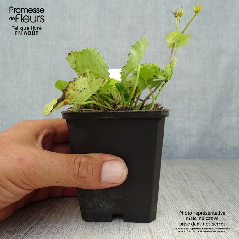 Caltha palustris var. alba 8/9 cm pot sample as delivered in summer