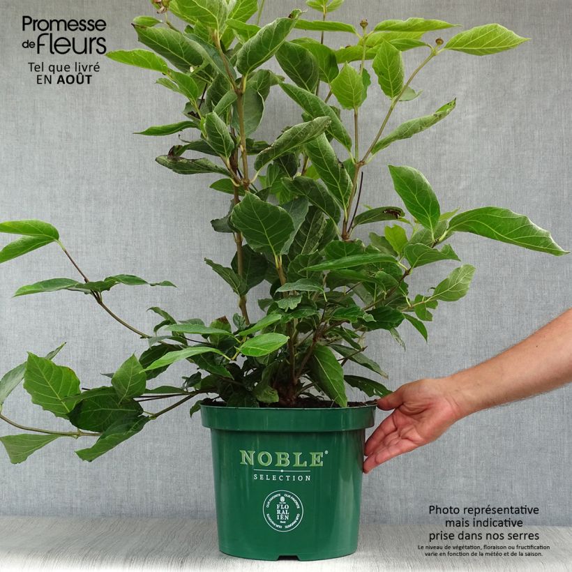 Calycanthus Venus- Sweetshrub 7.5L/10L pot sample as delivered in summer