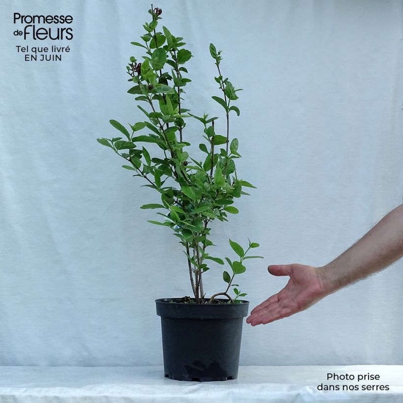 Calycanthus floridus - Sweetshrub 4L/5L pot sample as delivered in summer