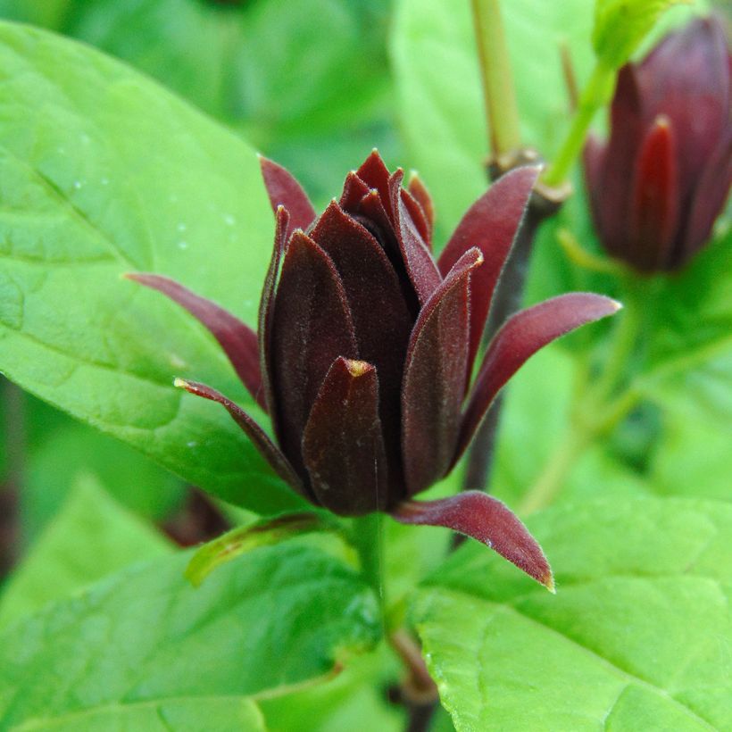 Calycanthus floridus - Sweetshrub (Flowering)