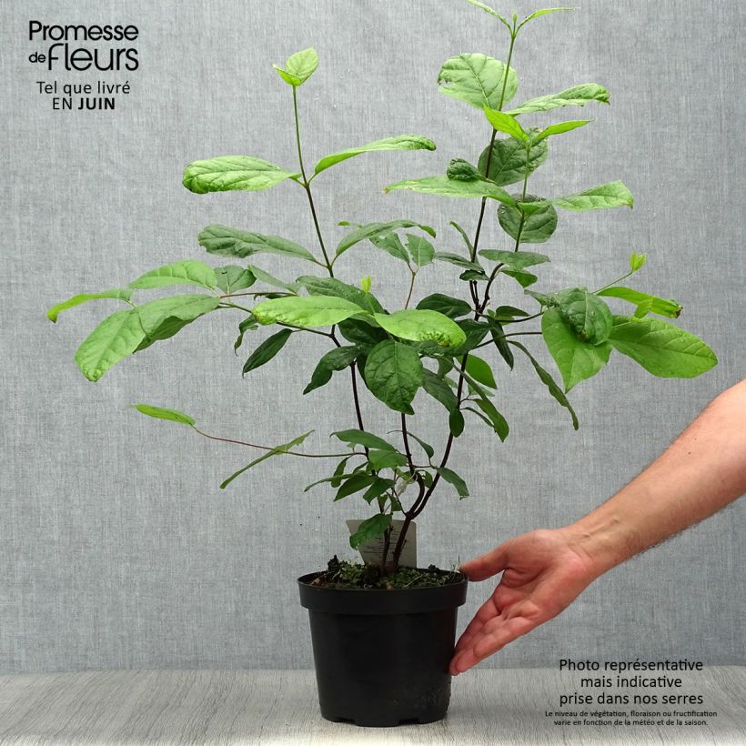 Calycanthus floridus - Sweetshrub 2L/3L pot sample as delivered in summer