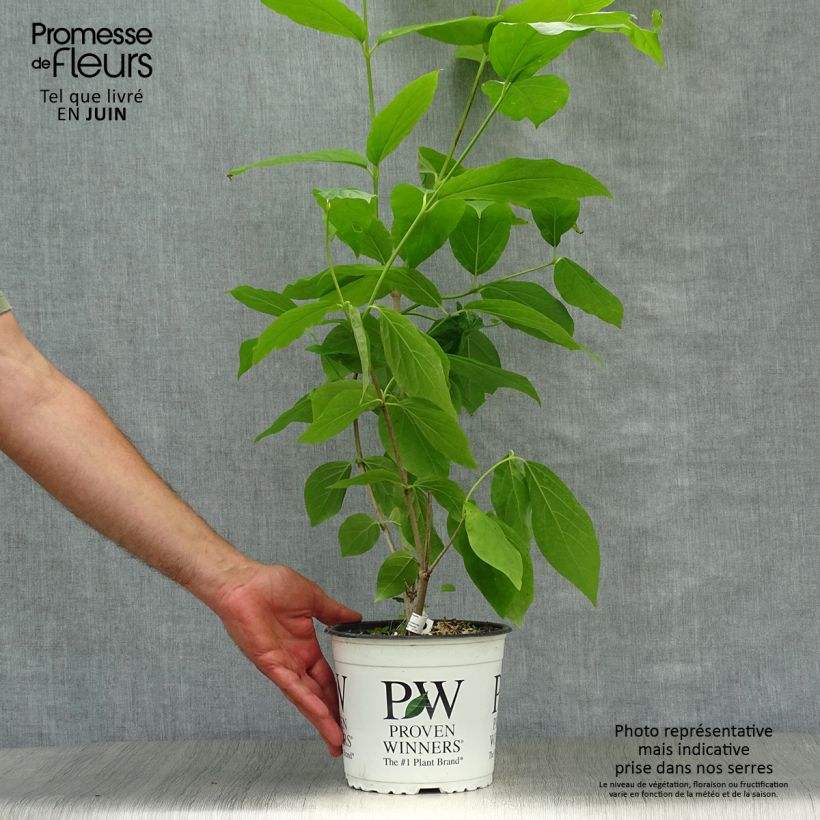 Calycanthus raulstonii Aphrodite- Sweetshrub 2L/3L pot sample as delivered in summer