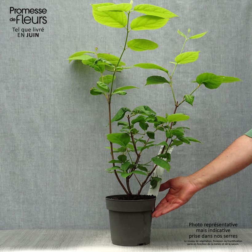 Calycanthus raulstonii Hartlage Wine- Sweetshrub 3L/4L pot sample as delivered in summer