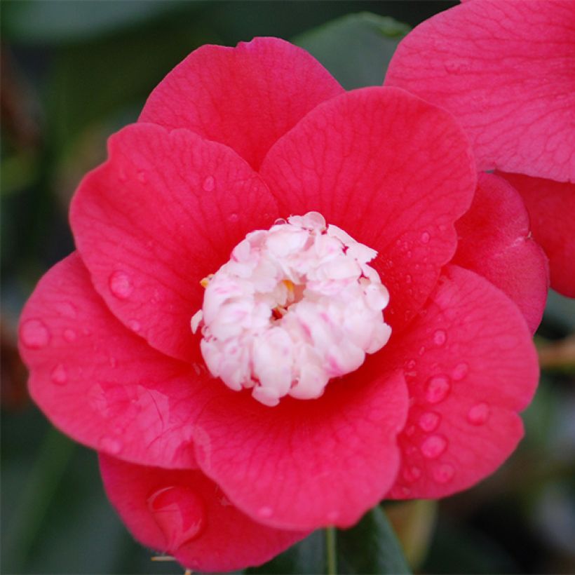 Camellia japonica Marshmallow (Flowering)