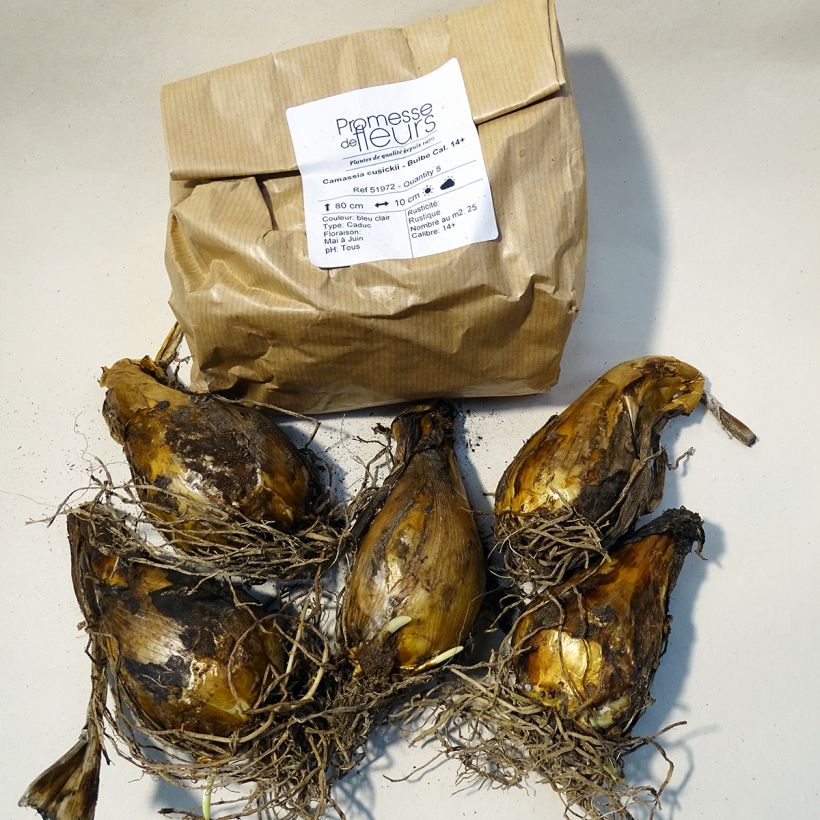 Example of Camassia cusickii Tin size 14+ specimen as delivered