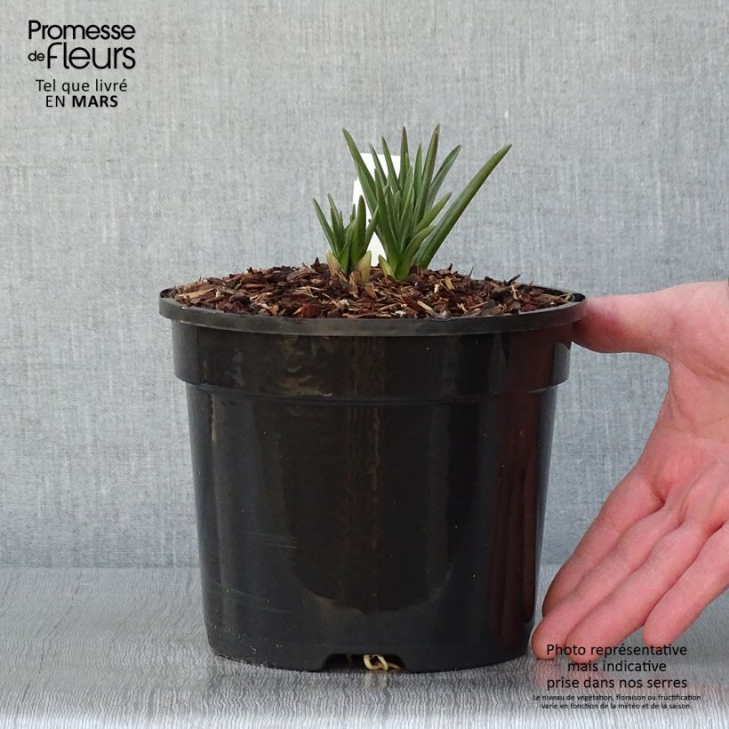 Camassia cusickii 2L/3L pot sample as delivered in winter