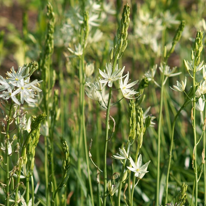 Camassia leichtlinii Alba (Plant habit)