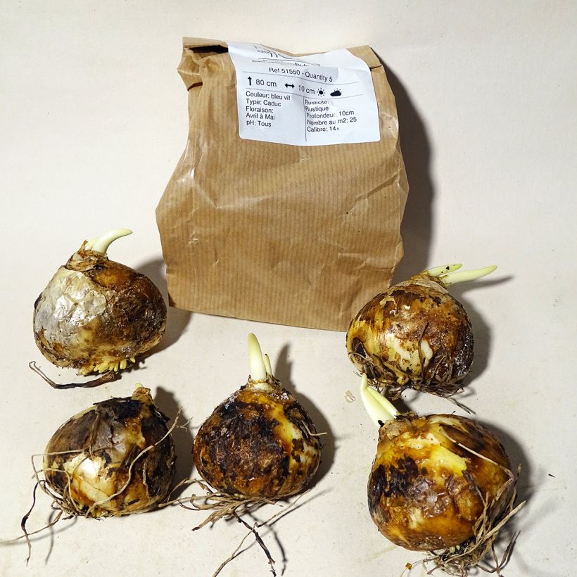 Example of Camassia leichtlinii subsp. suksdorfii Caerulea Bulb size 14+ specimen as delivered