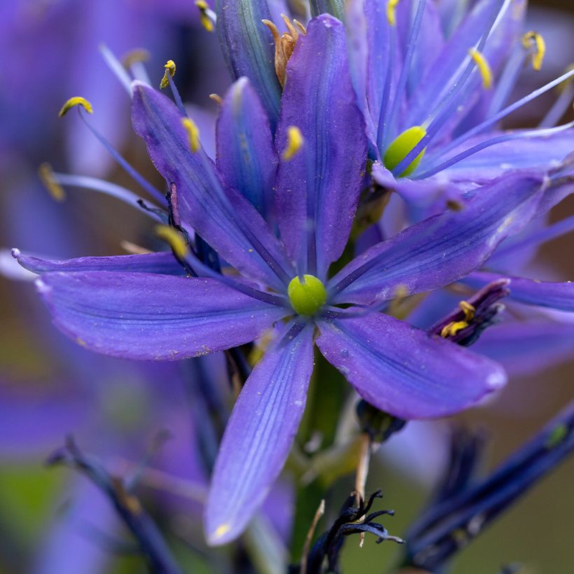 Camassia leichtlinii subsp. suksdorfii Caerulea (Flowering)