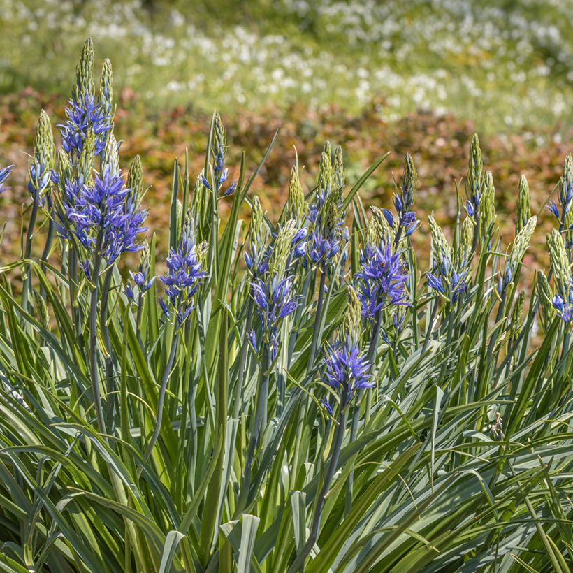 Camassia leichtlinii subsp. suksdorfii Caerulea (Plant habit)