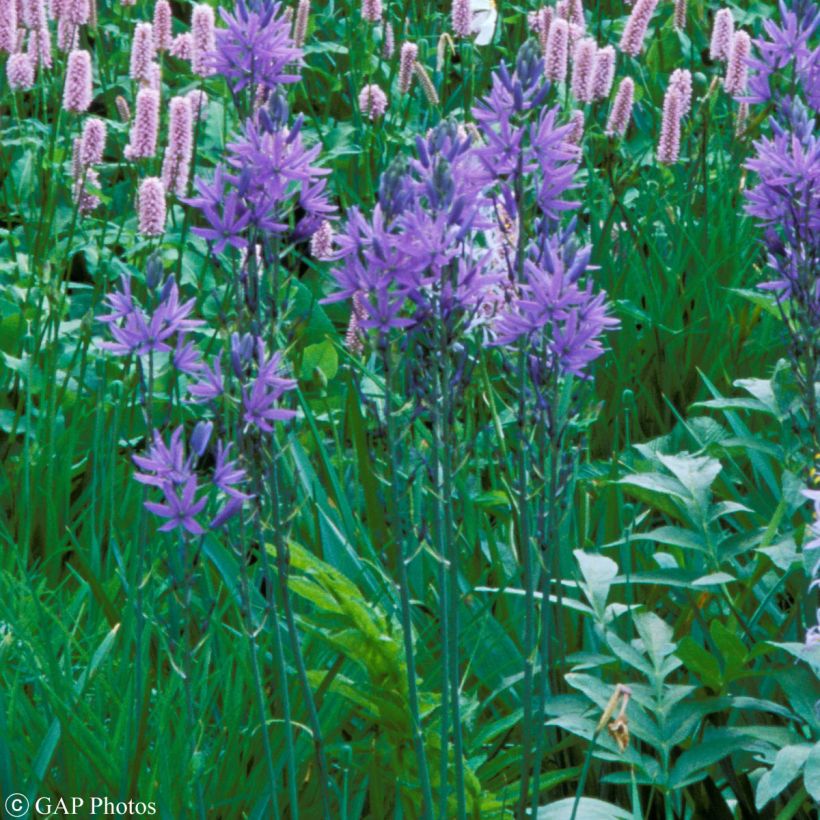 Camassia quamash (Plant habit)