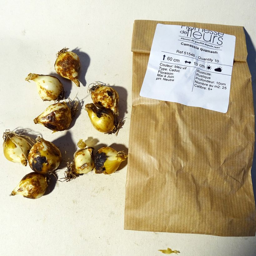 Example of Camassia quamash Bulb size 6+ specimen as delivered