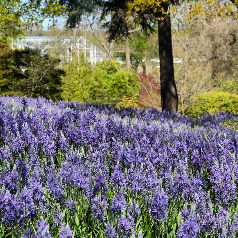 Camassia quamash Blue Melody (Plant habit)