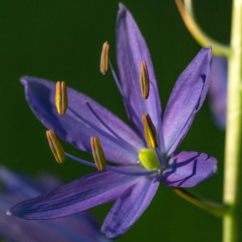 Camassia quamash (Flowering)