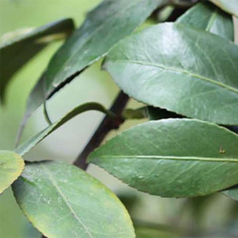 Camellia japonica Adolphe Audusson (Foliage)