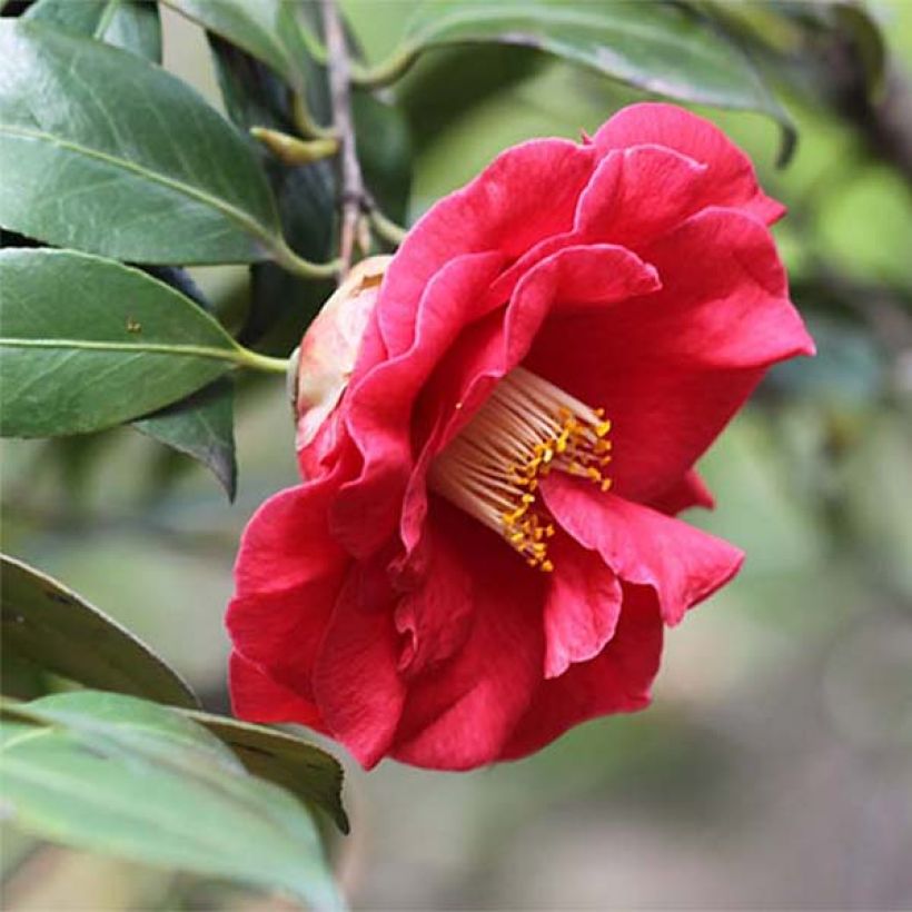 Camellia japonica Adolphe Audusson (Flowering)