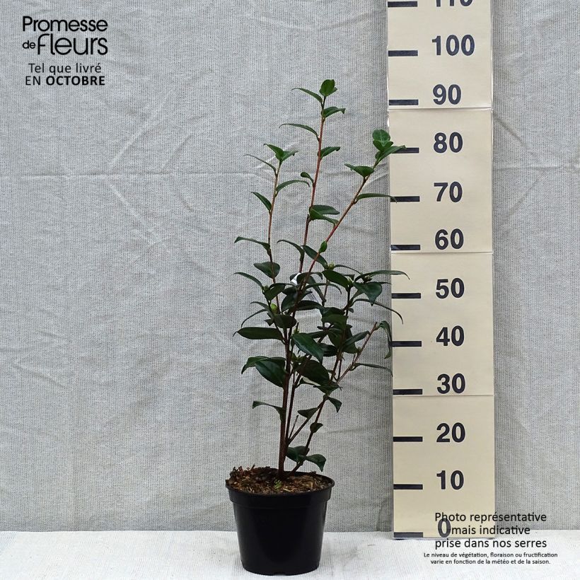 Camellia japonica Adolphe Audusson 4L/5L pot sample as delivered in autumn