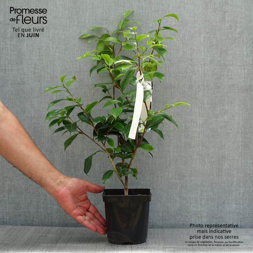 Camellia japonica Blood of China 2L/3L pot sample as delivered in summer